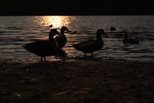 Free Silhouette of ducks walking along a serene lakeside at sunset, reflecting tranquil scenes. Stock Photo