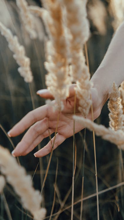 Hand of a Person Neat Wheat Grass