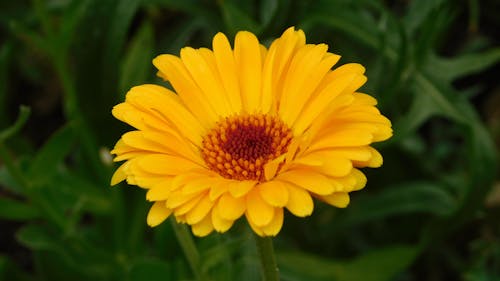 Kostnadsfri bild av blomfotografi, flora, gul