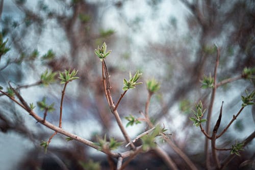 Green Leaves on Brown Stem