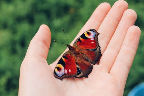 Fotobanka s bezplatnými fotkami na tému aglais io, dlaň, entomológia