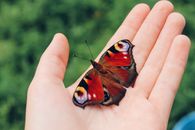 Brown Black and White Butterfly on Persons Hand