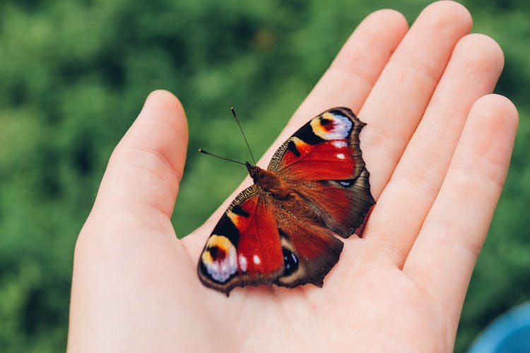 A Colorful Moth On A Person's Palm