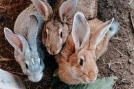 Brown Rabbit and Gray Rabbit