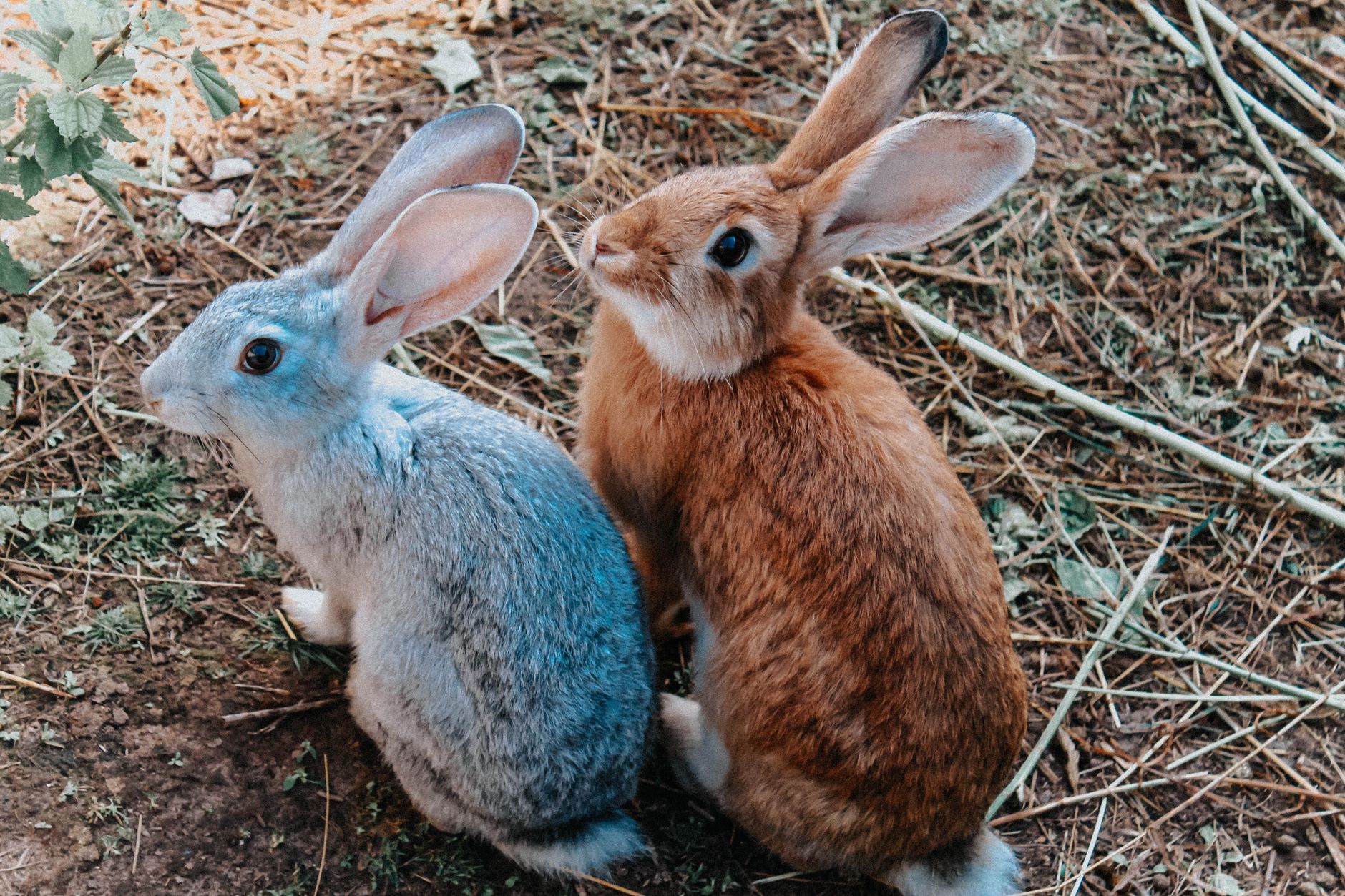 Veterinarian examining a rabbit during a checkup