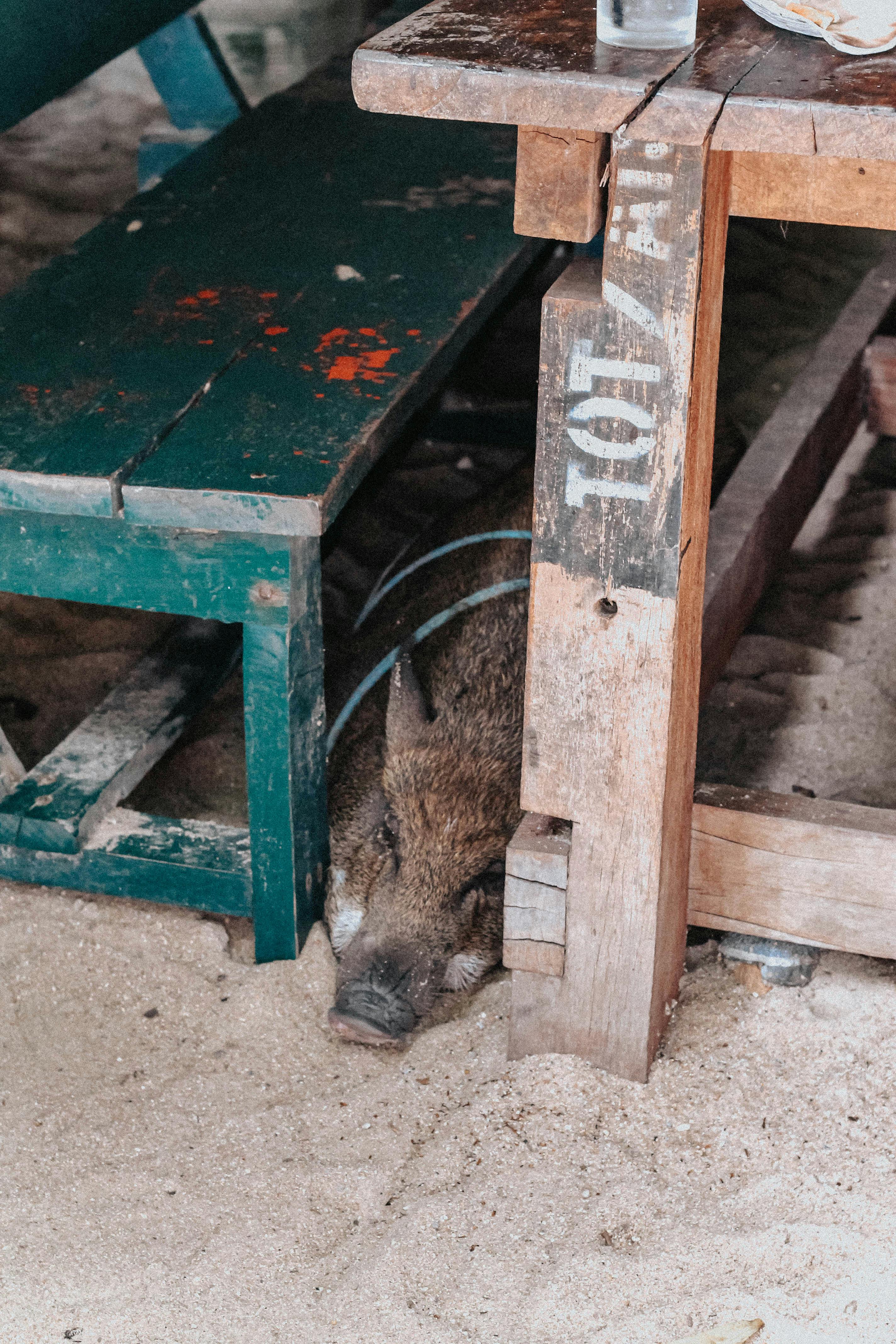 a brown pig sleeping on sand between a wooden bench and a wooden table