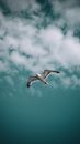 White Bird Flying Under Blue Sky