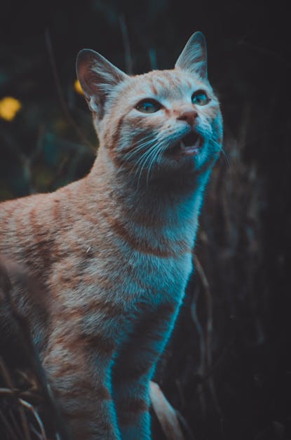 Kısa Tüylü Turuncu Tekir Kedi · Ücretsiz Stok Fotoğraf