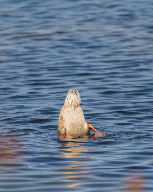 Free A duck diving with its tail up in tranquil blue water, a serene wildlife moment. Stock Photo