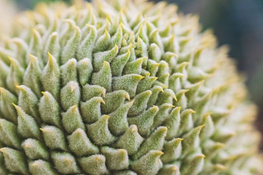 Green Round Fruit in Close Up Photography