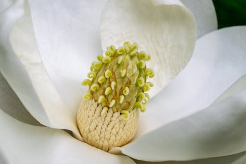 Free Close-up Photo of a Magnolia Flower Stock Photo