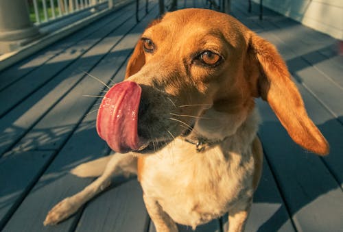 Foto profissional grátis de beagle, cachorros, divertido