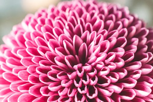 Free Close-up Shot of Pink Flower Stock Photo