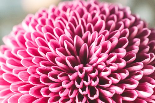 Free Close-up of a vibrant pink chrysanthemum flower with detailed petals in natural light. Stock Photo
