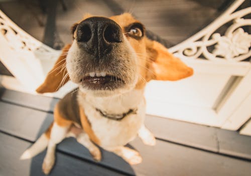 Foto profissional grátis de animais de estimação, beagle, cachorro