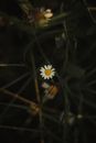 White Flower in Tilt Shift Lens
