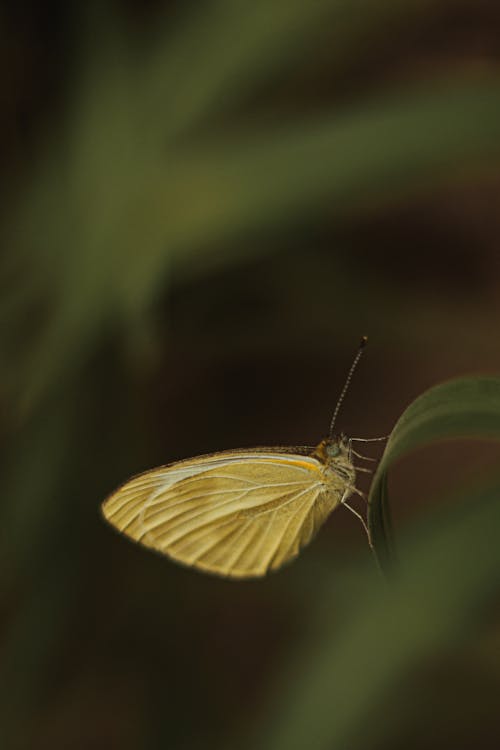 Close-up of a Cabbage White Insect