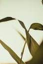 Green Leaves on White Surface