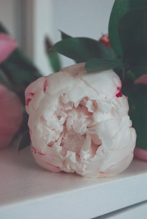 Безкоштовне стокове фото на тему «Біла квітка, білої поверхні, вертикальні постріл»