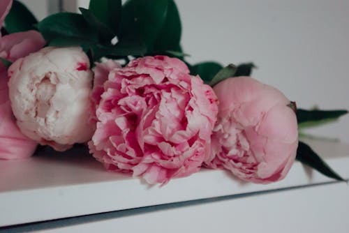 Безкоштовне стокове фото на тему «білої поверхні, впритул, квіти»