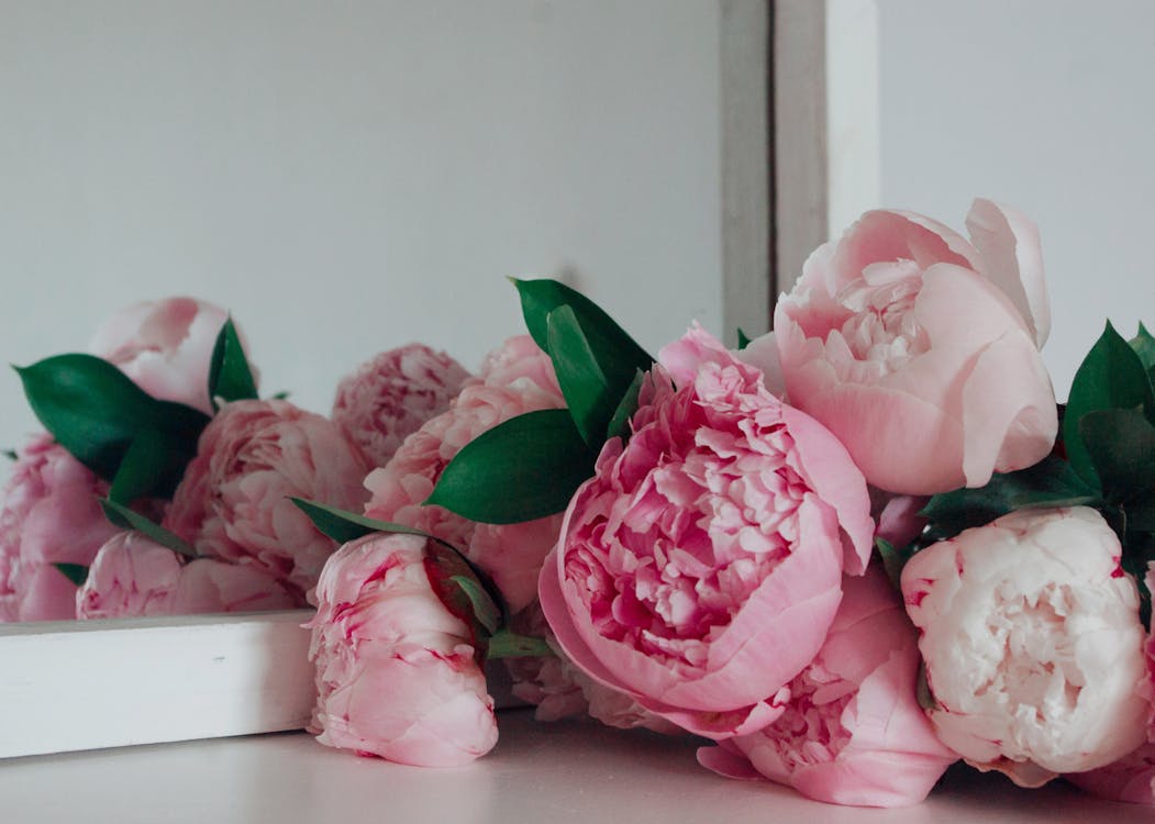 Free Pink Chinese Peony Flowers  Stock Photo