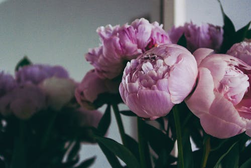 Close Up photo of Chinese Peony Flowers