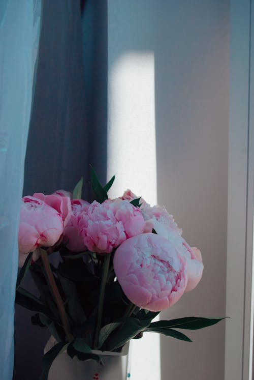 Foto profissional grátis de broto, caule, cor-de-rosa