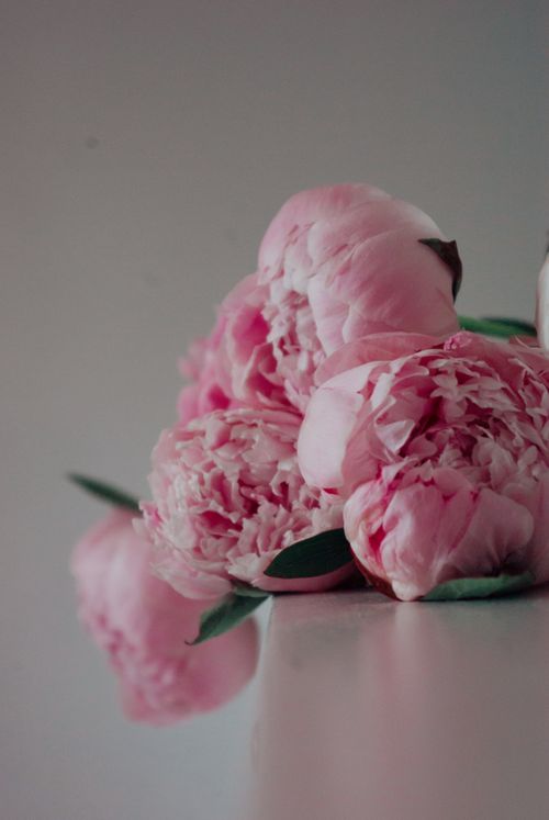 Free Beautiful pink peonies in a soft, elegant composition capturing the essence of blossoming beauty. Stock Photo