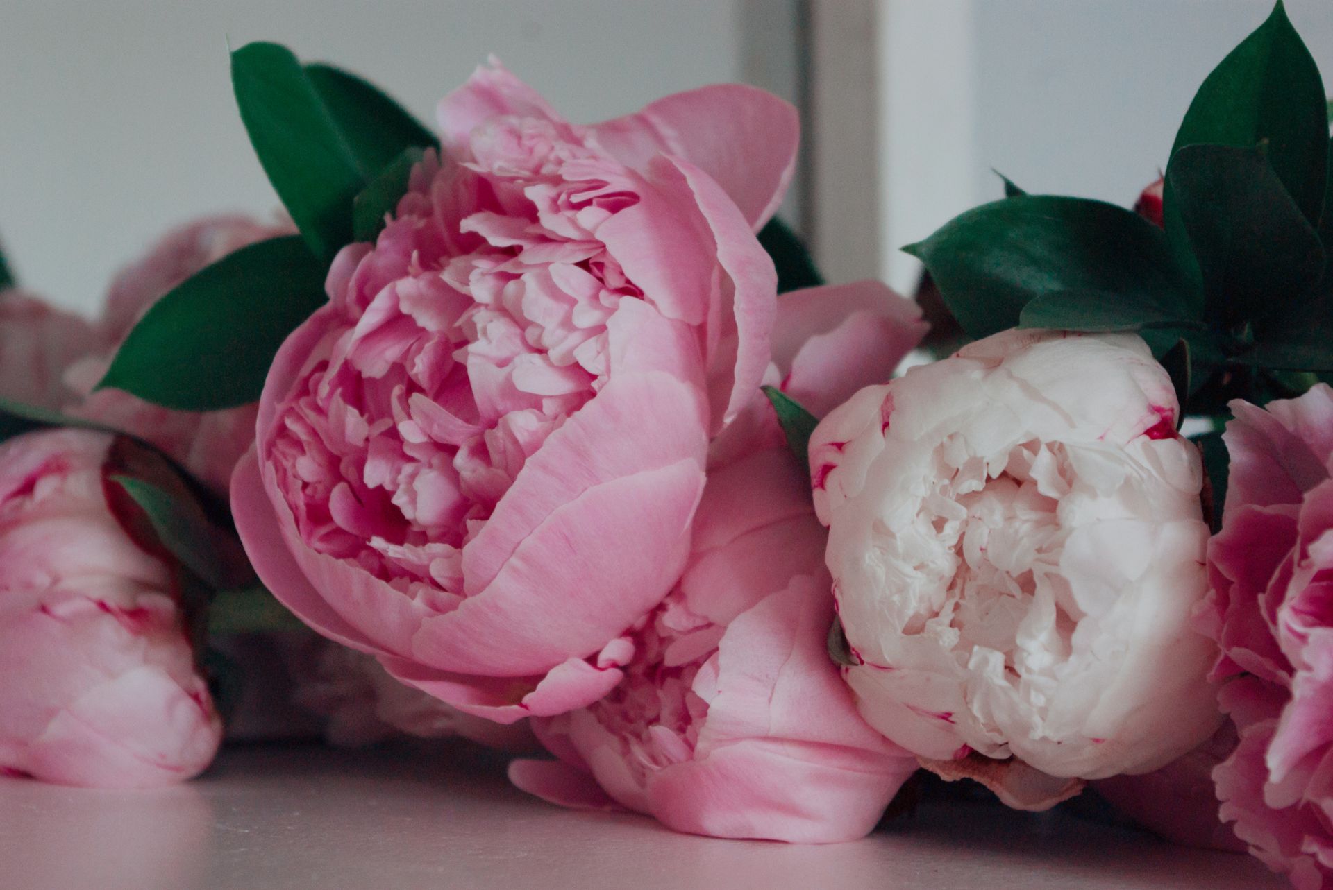 Delicate pink peonies in full bloom with rich green leaves, perfect for decor and garden inspiration.