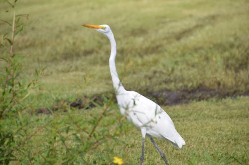 Gratis stockfoto met aviaire, beest, dieren in het wild