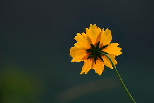 Close-up of the Petals of a Yellow Coreopsis Flower