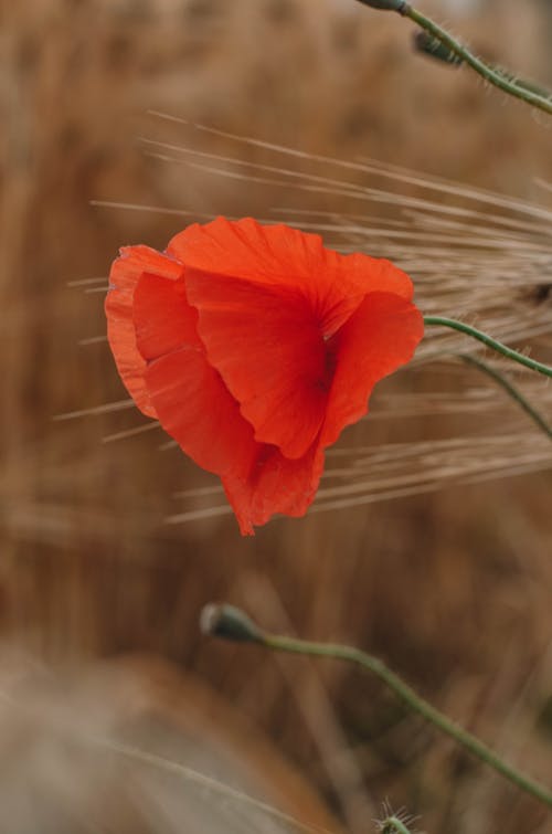 Fotobanka s bezplatnými fotkami na tému červený kvet, flóra, jemný