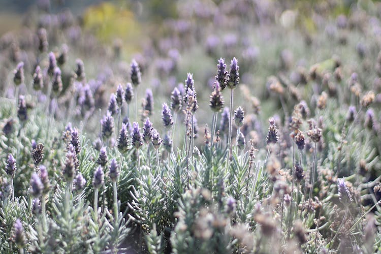 Blooming English Lavender Flowers 