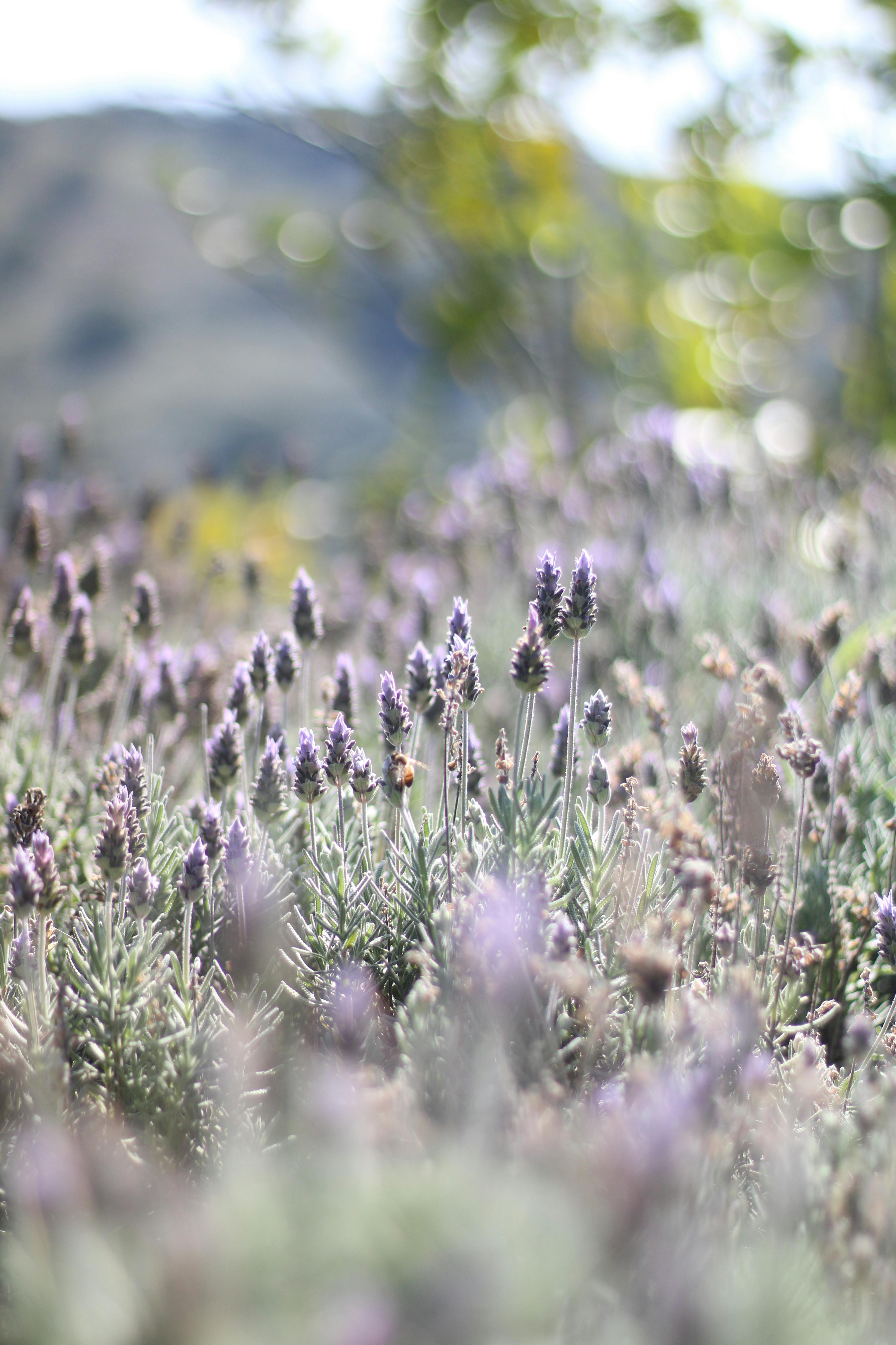 Lush lavender field in full bloom, showcasing delicate purple flowers with a blurred background.