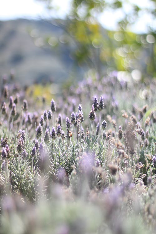 Lavender Flower Field