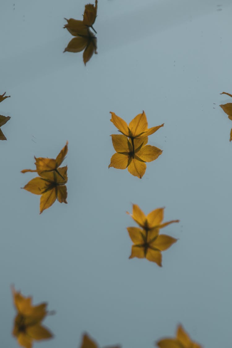 Yellow Leaves On Blue Sky