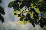 Tree Branch with Green Leaves and Ripe Cherries