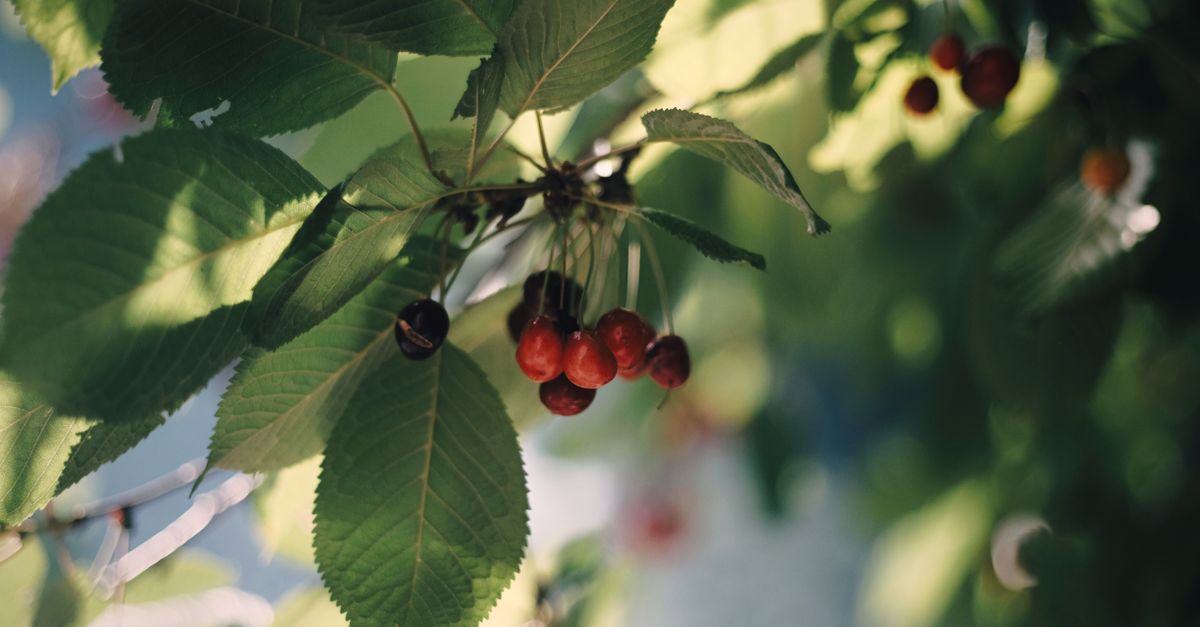 🍒 日本一早いさくらんぼ狩り 🌸 不容错过的亲子时光! 🍒 日本一早いさくらんぼ狩り 🌸 不容错过的亲子时光!