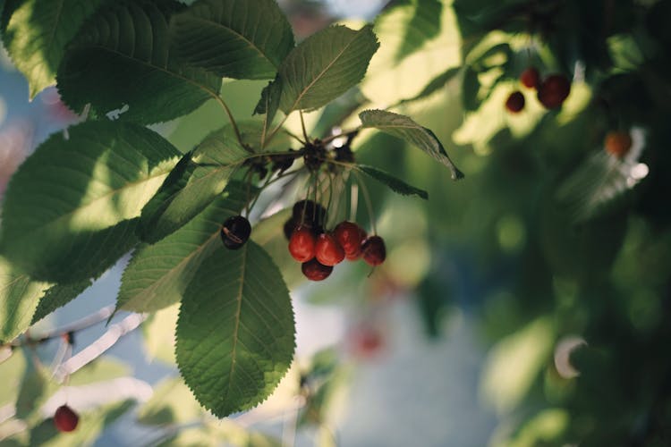 Cherry Fruits Pending From Tree Branch