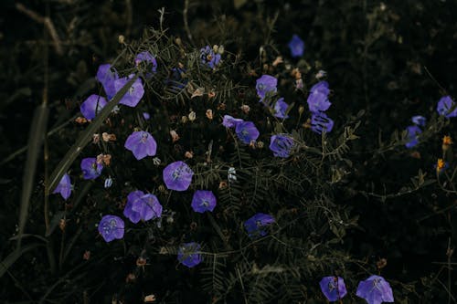 Purple Flowers in Tilt Shift Lens