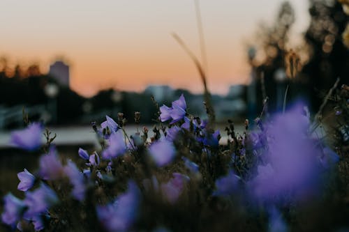 Gratis Foto stok gratis berkembang, bunga ungu, bunga-bunga Foto Stok