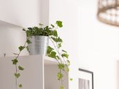 Green Plant on a Stainless Steel Bucket