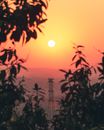 Silhouette of Plants during Sunset
