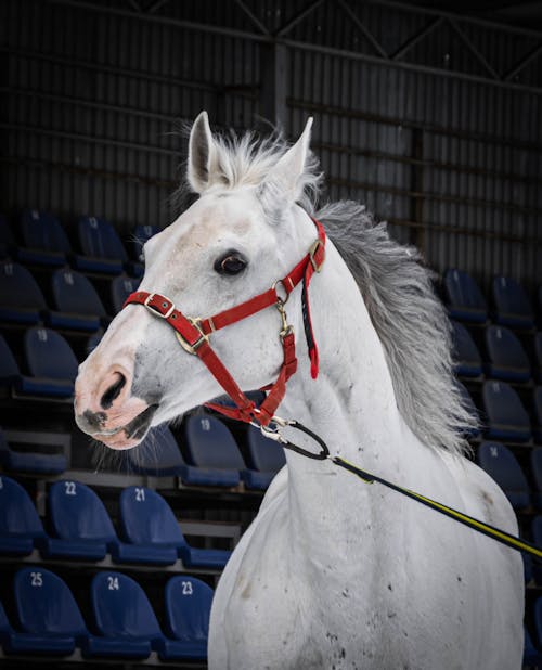 Immagine gratuita di bianco, cavallo, fotografia di animali