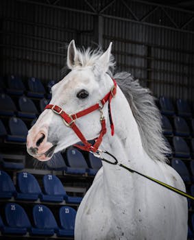 A stunning white horse with a red halter is pictured in an arena with empty seats, showcasing its beauty and grace.