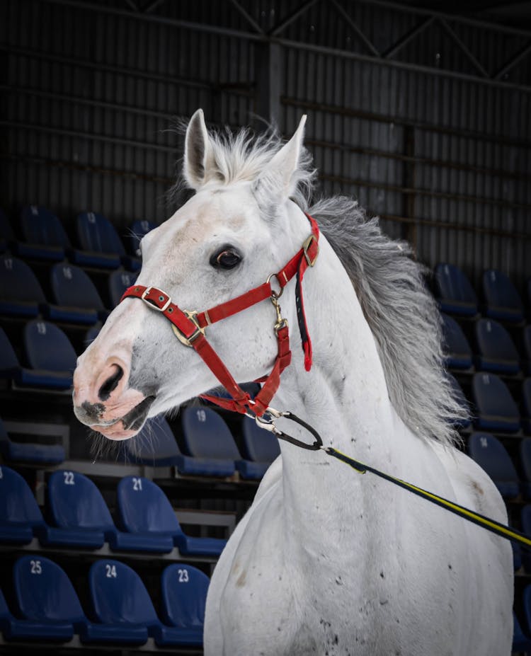 White Horse In A Stadium