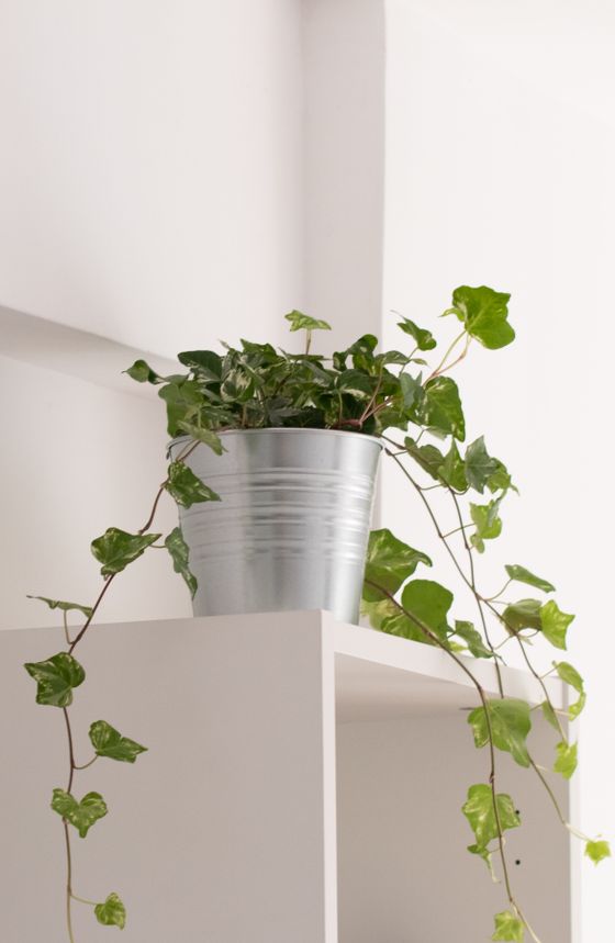 Trailing ivy spilling from a zinc pail on a white shelf — Jorge Urosa on Pexels