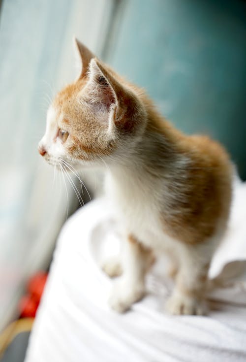 Free A Kitten over a White Textile Stock Photo