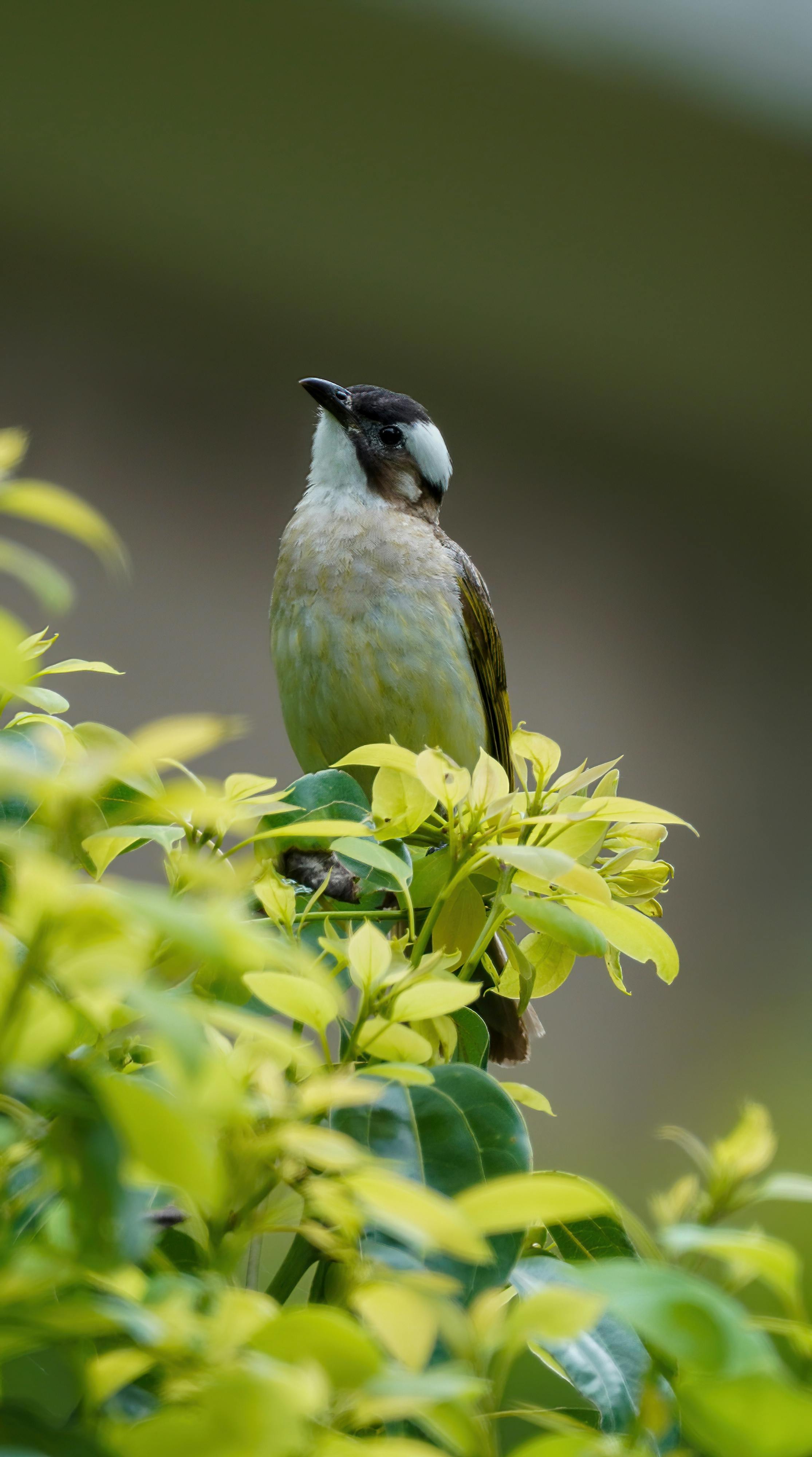 a close up shot of a light vented bulbul