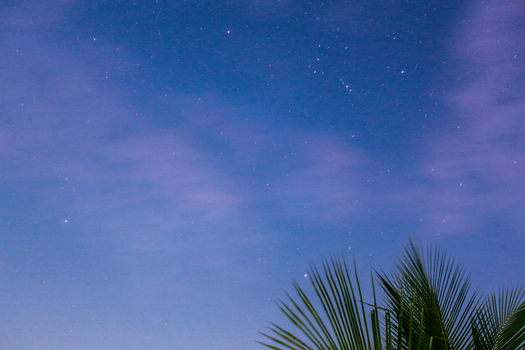 宁静的星空下，前景是棕榈叶